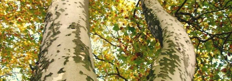 Что такое чинара дерево - история, описание, характеристика, разновидности