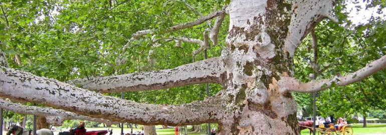 Чинара - редкое дерево с магической силой, символизирующее долголетие, мудрость и процветание