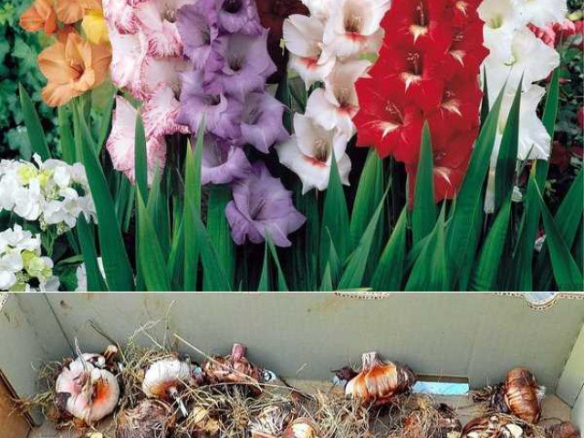 Простые и эффективные способы использования луковиц гладиолусов для создания ярких и красочных цветочных композиций