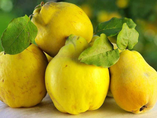 Айва – плод, который отличается неповторимым вкусом, полезными свойствами и бесчисленными способами использования