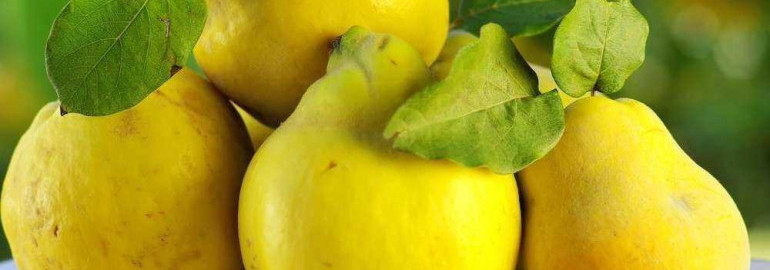 Айва – плод, который отличается неповторимым вкусом, полезными свойствами и бесчисленными способами использования