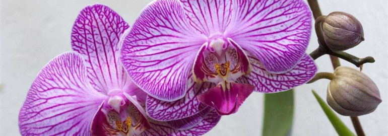 Фаленопсис - растение сказочной красоты, прекрасная декорация для дома и символ элегантности