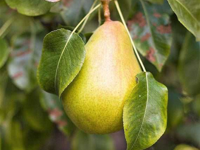 Профессиональный гайд - исследование, свойства и разнообразие груши – плода прекрасного дерева