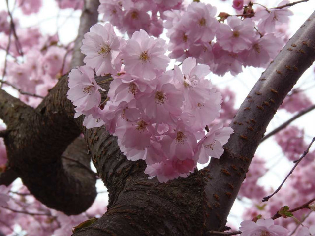Загадочная красавица, символ весны и чистоты – сакура - история расцвета и особенности обожаемого японского цветка