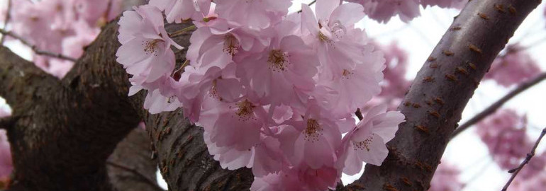 Загадочная красавица, символ весны и чистоты – сакура - история расцвета и особенности обожаемого японского цветка