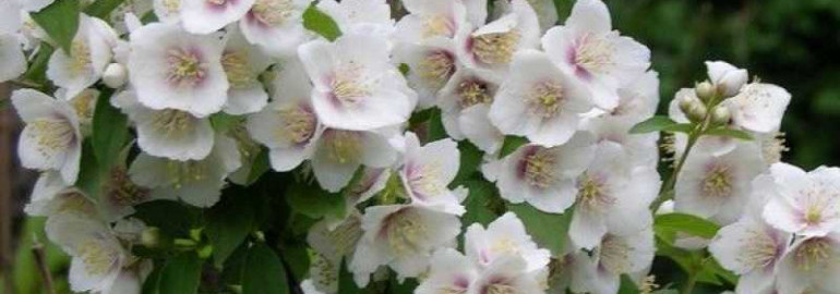 Чубушник - необычное растение с прекрасными цветами, привлекающими взгляды даже самых требовательных цветоводов