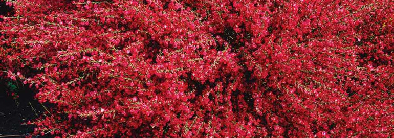 Описание сорта Cytisus boskoop ruby и его особенности выращивания