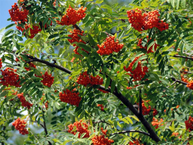 Особенности и красота дерева рябина - фото червленых ягод, пёстрых листьев и полезных свойств