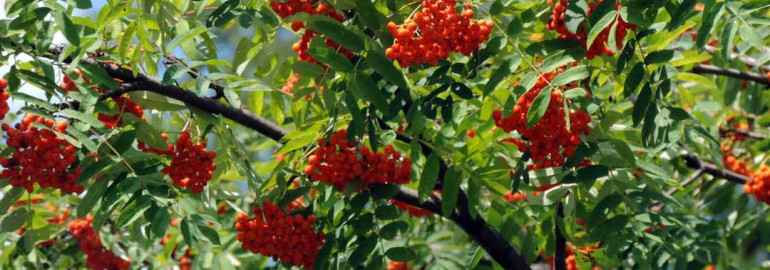 Особенности и красота дерева рябина - фото червленых ягод, пёстрых листьев и полезных свойств