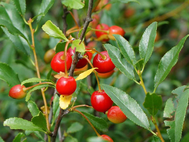Дикая вишня - полезные свойства, особенности выращивания и рецепты использования
