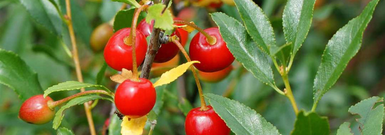 Дикая вишня - полезные свойства, особенности выращивания и рецепты использования