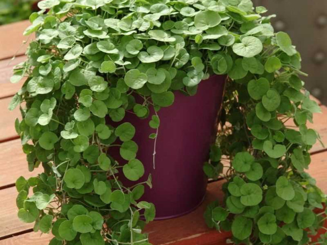 Дихондра - травянистое растение с ажурными листьями, идеальное для озеленения садов и украшения ландшафта