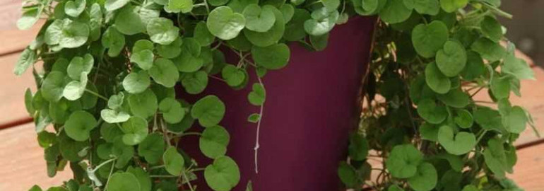 Дихондра - травянистое растение с ажурными листьями, идеальное для озеленения садов и украшения ландшафта
