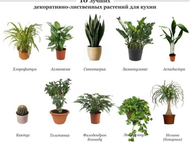 Великолепная коллекция зелени в вашем доме - выращивание и уход за домашними растениями