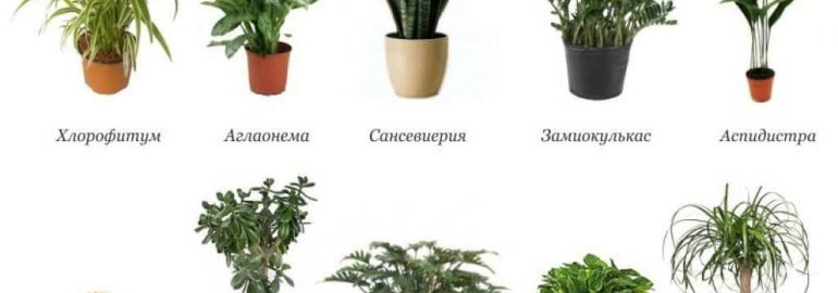 Великолепная коллекция зелени в вашем доме - выращивание и уход за домашними растениями