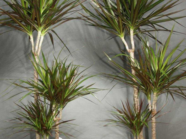 Драцена – изысканное растение для создания уютной атмосферы в интерьере вашего дома