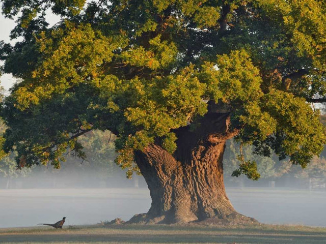 Дуб – величественное дерево с могучими ветвями и легендарным прошлым