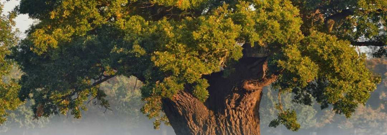 Дуб – величественное дерево с могучими ветвями и легендарным прошлым