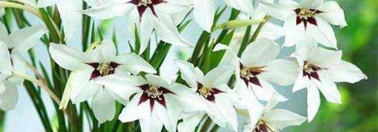 Душистый гладиолус ацидантера - удивительное сочетание прекрасного и ароматного в одном цветке