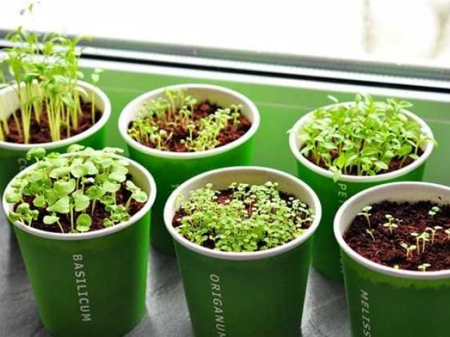 Как вырастить душицу из семян - пошаговое руководство для начинающих садоводов