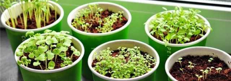 Как вырастить душицу из семян - пошаговое руководство для начинающих садоводов