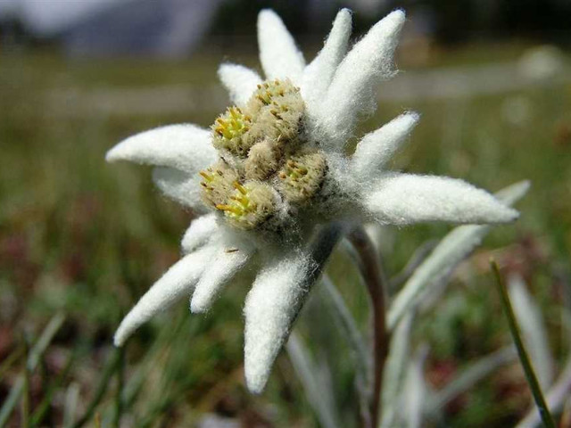 Эдельвейс - нежный муссон белоснежных лепестков, распускающийся только на высокогорных склонах. Красота и нежность цветка, завораживающая своей уникальностью