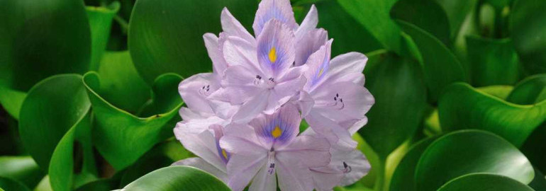 Эйхорния водяной гиацинт – экзотическое растение, отражение роскоши и изящества природы