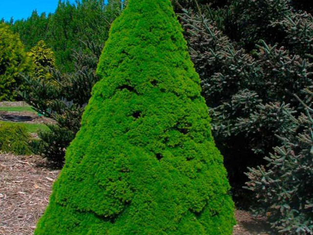 Ель коника - декоративное и популярное растение для оформления новогодних и рождественских праздников