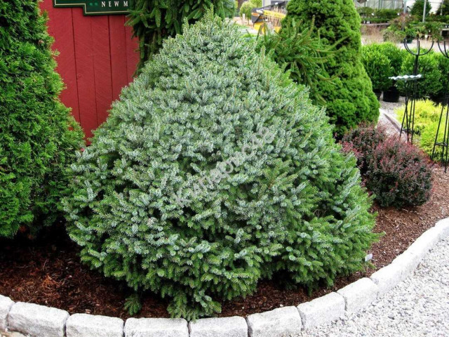 Ель сербская - идеальное дерево для создания зеленых насаждений в саду и парке