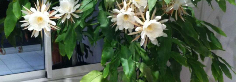 Эпифиллум — переплетенный символ жизни и красоты в одном дивном растении