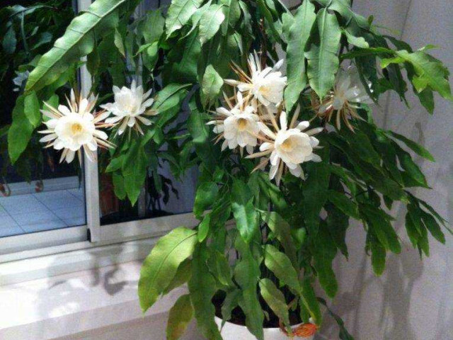 Эпифиллум - уход в домашних условиях, сохрани красоту цветка с фотоинструкцией