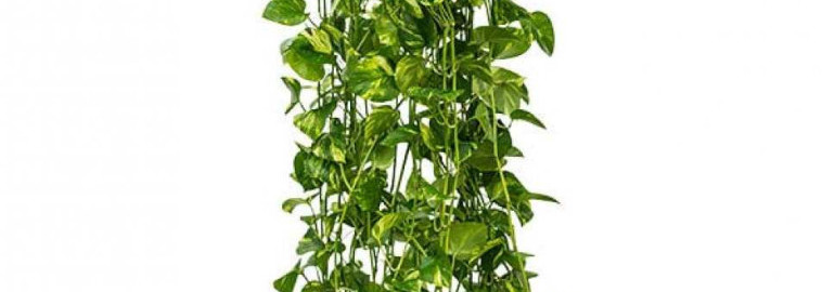 Эпипремнум - комнатное растение с необычной окраской листьев