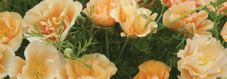 Эшшольция - колоритное растение с яркими соцветиями, великолепно украшающее сады и дома