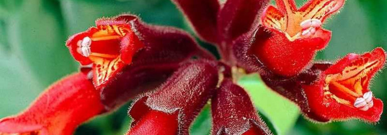 Эсхинантус - красота природы в интерьере вашего дома