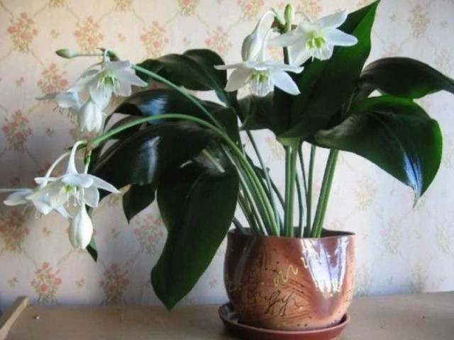Эухарис - растение с великолепными цветами и крупными листьями, которое приносит радость и красоту в дом и сад