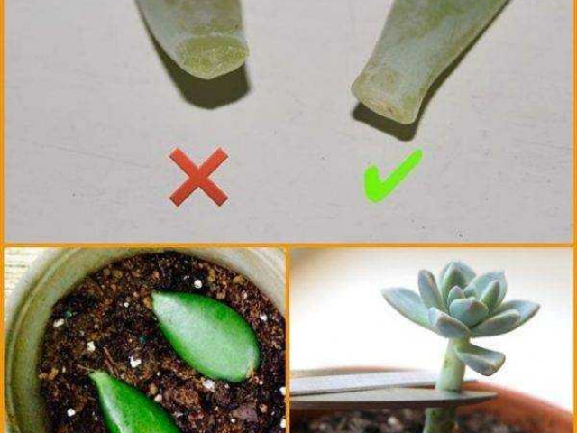 Эхеверия - уникальный способ размножения растения с помощью листа