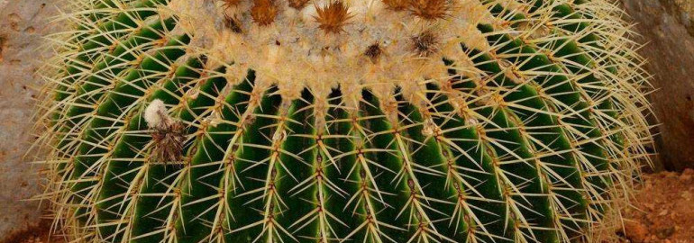 Эхинокактус грузони - секреты и особенности ухода за растением в домашних условиях