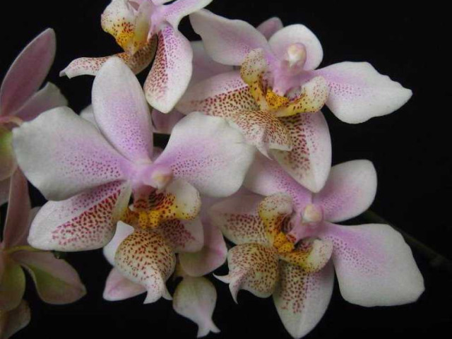Фаленопсис филадельфия - фотография этого прекрасного орхидеи поражает воображение