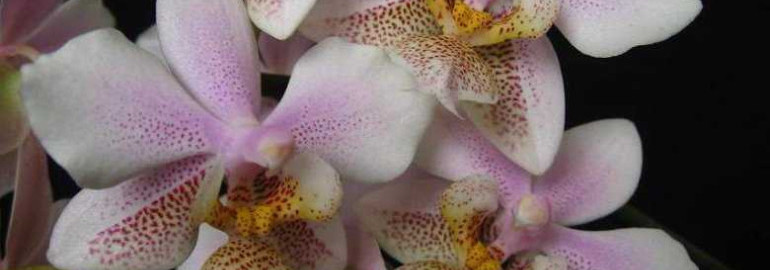 Фаленопсис филадельфия - фотография этого прекрасного орхидеи поражает воображение