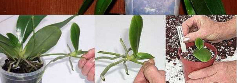Как размножить фаленопсис в домашних условиях и получить новые прекрасные орхидеи