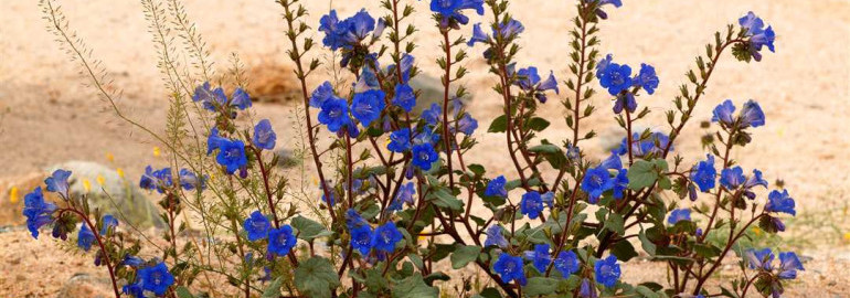 Фацелия калифорнийский колокольчик - советы, правила, нюансы выращивания из семян