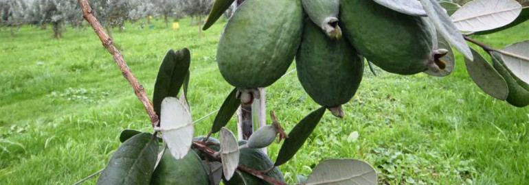 Фотографии фейхоа - узнайте, как выглядит дерево и плоды этого экзотического растения