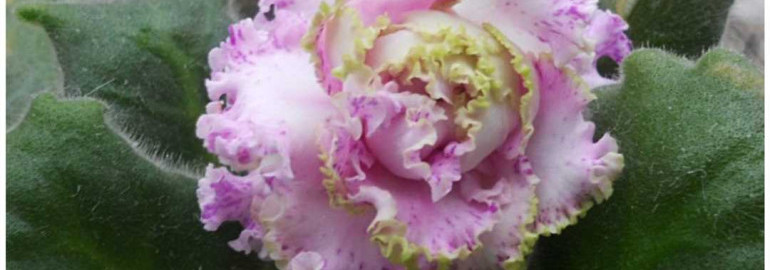 Фея фиалка фото - добавляем волшебства в сад с помощью великолепных цветов и удивительной фотографии