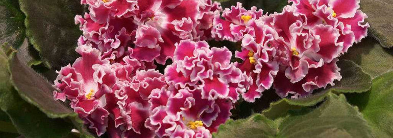 Фото фиалки амадеус - разнообразие причудливых оттенков и изящная красота маленьких цветочных образований