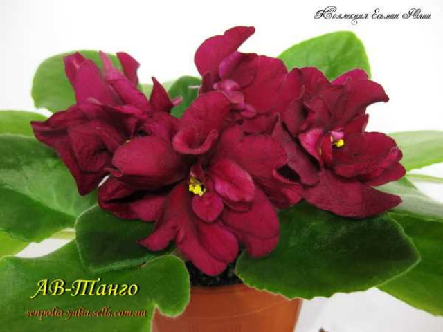 Фиалка ав танго - таинственное танцующее растение, завоевывающее сердца садоводов