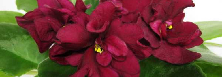 Фиалка ав танго - таинственное танцующее растение, завоевывающее сердца садоводов