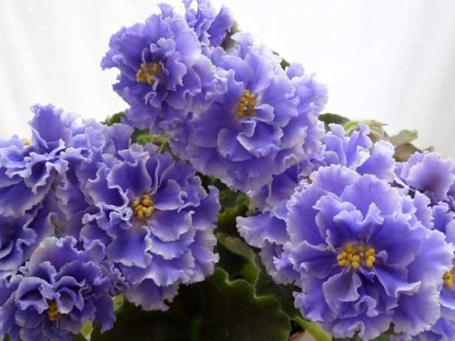 Фиалка голубой туман вызывает восторг и трепет - волшебное растение для украшения сада и интерьера
