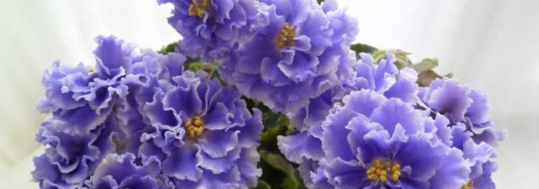 Фиалка голубой туман вызывает восторг и трепет - волшебное растение для украшения сада и интерьера