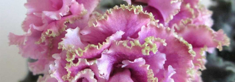 Фиалка каменный цветок - узнайте все о невероятной растении с неповторимым очарованием и свойствами