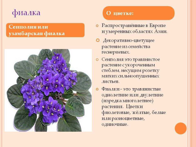 Фиалка - великолепное комнатное растение с нетривиальным описанием